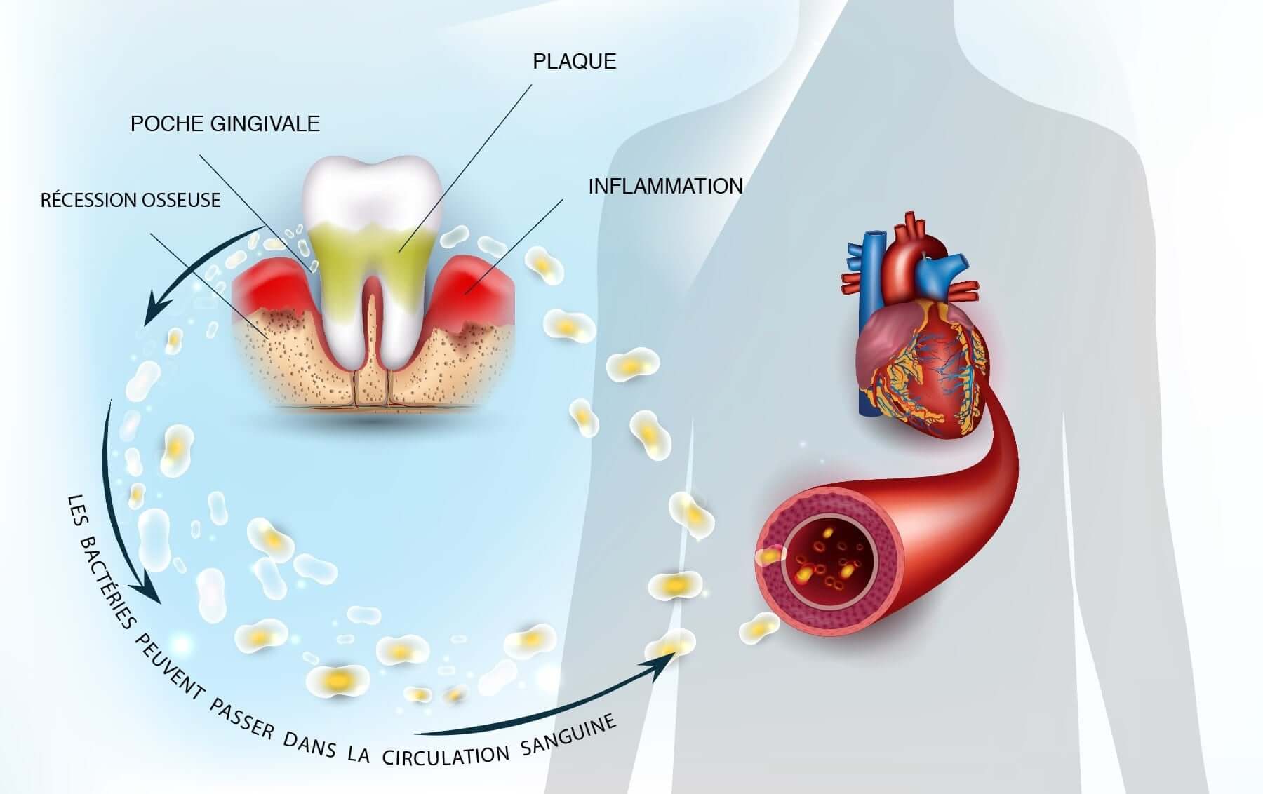 bactéries circulation sanguine