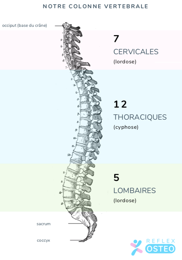 Schéma anatomique de la colonne vertébrale humaine vue de profil